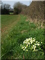 A single crop of primroses