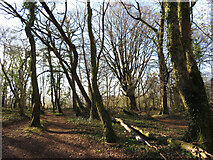 ST1182 : Trees in Garth Wood by Gareth James