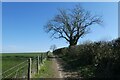 Path from Crag Lane