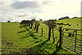 Green fields, Cooley