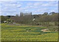 Rape field near Faversham