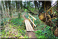 Footbridge in the Wood