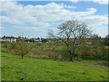 TR0062 : Small nature reserve, Oare by pam fray