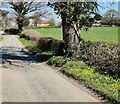 Country lane at Witnells End