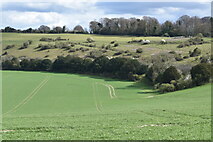 SU2025 : Field below Pepperbox Hill by David Martin