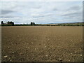 Footpath across a prepared field