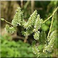 Crack Willow catkins