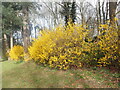 Forsythia in Woolwich Old Cemetery