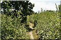 Footpath through vegetation