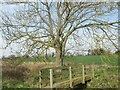 Footbridge over an Unnamed Burn