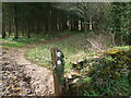 ST8186 : Into Bullpark Wood by Neil Owen