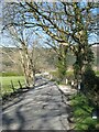 Tree-lined road