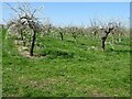 SP0345 : Orchard in blossom by Philip Halling