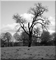 SE3853 : Tree in South Park, Little Ribston by habiloid
