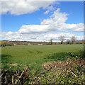 Field seen from Weeton Lane, Huby