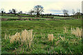 Withered grasses, Moorfield