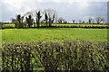 Bare hedge and trees, Moorfield