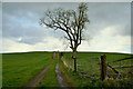 H3058 : A bare tree, Moorfield by Kenneth  Allen