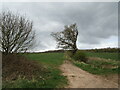 Farm track towards Ploughman Wood