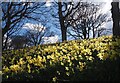 NT5585 : A host of golden daffodils in North Berwick by Jennifer Petrie