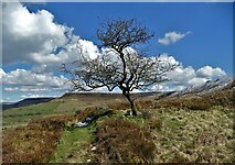 SK0476 : Hardy tree below Combs Edge by Neil Theasby