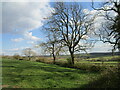 Grassland near Withcote