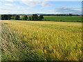 Field of Barley