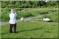 SP2964 : Photographing the cygnets, Kingfisher Pool, Myton, Warwick by Robin Stott