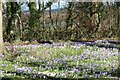 Crocuses aplenty