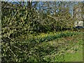 Daffodils in Springfield Park, Guiseley