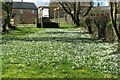 A garden full of snowdrops