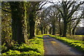 Tiggins Lane, evening