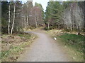 Forest path junction in Culbokie Wood