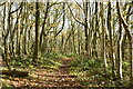 Paraker Wood