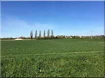 TL3467 : Fields by St John's College Farm by Mr Ignavy