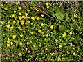 Lesser celandines and common dock leaves