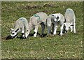 SK0678 : Four lambs at Cow Low Farm by Neil Theasby