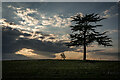 SJ6846 : Pine Tree on Farmland, Hatherton by Brian Deegan