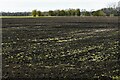 Methwold Hythe: Recently ploughed field