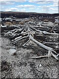 NJ1107 : Bogwood root structure by David Lecore