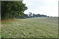 Carpet of wild flowers