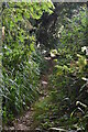 Overgrown bridleway