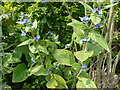 Self-sown Green alkanet at the entrance to the ramp down to the Bradford Road subway. Brighouse