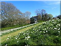 Daffodils on Windmill Hill