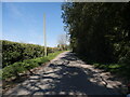 Country Road with high Hedge