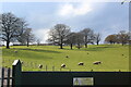 Line of oak trees in field