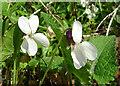 Sweet Violet (Viola odorata)