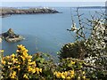 Gorse and blackthorn