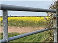 Oilseed rape