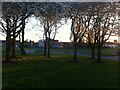 Blossom at dusk, Sheldon Hall Avenue